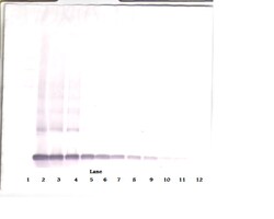 Invitrogen PDGF-AA Polyclonal Antibody, Biotin, PeproTech , Invitrogen