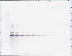 PDGF-BB Polyclonal Antibody, PeproTech , Invitrogen:Antibodies:Primary