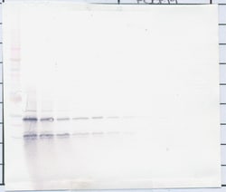 PDGF-BB Polyclonal Antibody, PeproTech , Invitrogen:Antibodies:Primary