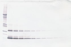 Invitrogen SCF Polyclonal Antibody, Biotin, PeproTech , Invitrogen 25 &mu;g;