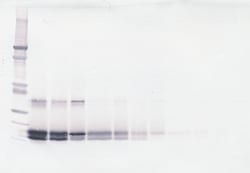 Invitrogen SCF Polyclonal Antibody, Biotin, PeproTech , Invitrogen 25 &mu;g;