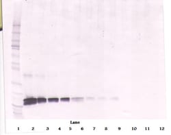 Invitrogen SCF Polyclonal Antibody, Biotin, PeproTech , Invitrogen 500