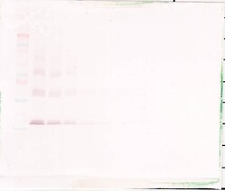 Thrombopoietin Polyclonal Antibody, PeproTech , Invitrogen:Antibodies:Primary
