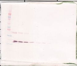 Thrombopoietin Polyclonal Antibody, PeproTech , Invitrogen:Antibodies:Primary