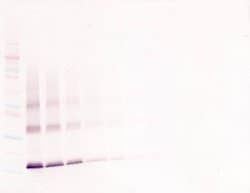 Invitrogen Thrombopoietin Polyclonal Antibody, Biotin, PeproTech , Invitrogen