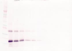 Invitrogen Thrombopoietin Polyclonal Antibody, Biotin, PeproTech , Invitrogen