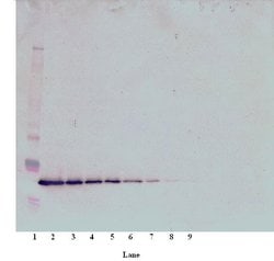 Thrombopoietin Polyclonal Antibody, Biotin, PeproTech , Invitrogen:Antibodies:Primary