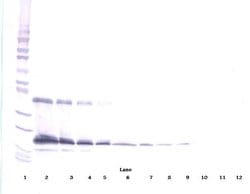 Thrombopoietin Polyclonal Antibody, Biotin, PeproTech , Invitrogen:Antibodies:Primary