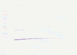 Invitrogen IL-1 beta Polyclonal Antibody, PeproTech , Invitrogen 50 &mu;g;