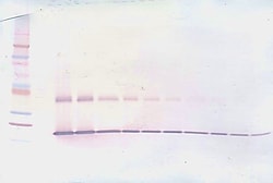 Invitrogen IL-1 beta Polyclonal Antibody, Biotin, PeproTech , Invitrogen