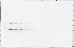Invitrogen IL-5 Polyclonal Antibody, Biotin, PeproTech , Invitrogen 25