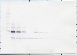 Invitrogen IL-5 Polyclonal Antibody, Biotin, PeproTech , Invitrogen 25
