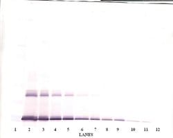 Invitrogen IL-6 Polyclonal Antibody, PeproTech , Invitrogen 100 &mu;g;