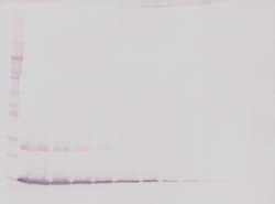 Invitrogen IL-7 Polyclonal Antibody, Biotin, PeproTech , Invitrogen 500