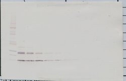 Invitrogen IL-9 Polyclonal Antibody, PeproTech , Invitrogen 50 &mu;g; Unconjugated:Antibodies,