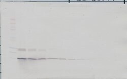 Invitrogen IL-9 Polyclonal Antibody, PeproTech , Invitrogen 50 &mu;g; Unconjugated:Antibodies,