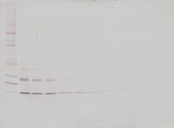 IL-9 Polyclonal Antibody, Biotin, PeproTech , Invitrogen:Antibodies:Primary