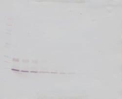 IL-9 Polyclonal Antibody, Biotin, PeproTech , Invitrogen:Antibodies:Primary