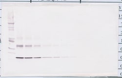 Invitrogen IL-10 Polyclonal Antibody, Biotin, PeproTech , Invitrogen 25
