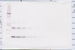 Invitrogen IL-10 Polyclonal Antibody, Biotin, PeproTech , Invitrogen 25