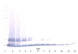 MCP-5 Polyclonal Antibody, Biotin, PeproTech , Invitrogen:Antibodies:Primary