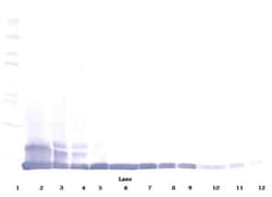 MCP-5 Polyclonal Antibody, Biotin, PeproTech , Invitrogen:Antibodies:Primary