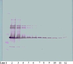 M-CSF Polyclonal Antibody, PeproTech , Invitrogen:Antibodies:Primary Antibodies