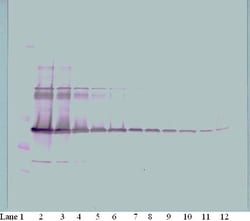 Invitrogen M-CSF Polyclonal Antibody, Biotin, PeproTech , Invitrogen 25