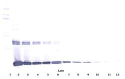 Invitrogen M-CSF Polyclonal Antibody, Biotin, PeproTech , Invitrogen 25