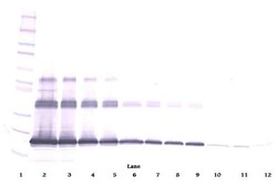 RANKL (soluble) Polyclonal Antibody, PeproTech , Invitrogen:Antibodies:Primary