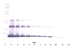 Invitrogen RANKL (soluble) Polyclonal Antibody, Biotin, PeproTech , Invitrogen