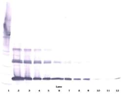 Invitrogen RANKL (soluble) Polyclonal Antibody, Biotin, PeproTech , Invitrogen