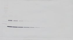 Invitrogen TNF alpha Polyclonal Antibody, Biotin, PeproTech , Invitrogen