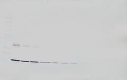 Invitrogen TNF alpha Polyclonal Antibody, Biotin, PeproTech , Invitrogen