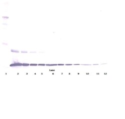 Invitrogen TNF alpha Polyclonal Antibody, Biotin, PeproTech , Invitrogen