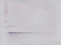 Invitrogen GM-CSF Polyclonal Antibody, Biotin, PeproTech , Invitrogen 50