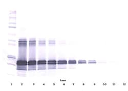 FGF9 Polyclonal Antibody, PeproTech , Invitrogen:Antibodies:Primary Antibodies