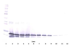 FGF9 Polyclonal Antibody, PeproTech , Invitrogen:Antibodies:Primary Antibodies