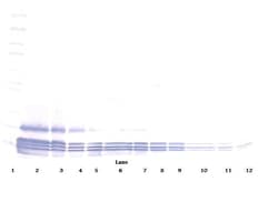 Invitrogen Eotaxin Polyclonal Antibody, PeproTech , Invitrogen 100 &mu;g;