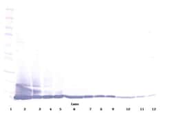 Invitrogen Eotaxin Polyclonal Antibody, PeproTech , Invitrogen 100 &mu;g;