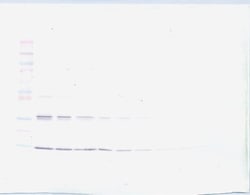 Invitrogen Leptin Polyclonal Antibody, PeproTech , Invitrogen 100 &mu;g;