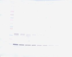 Invitrogen Leptin Polyclonal Antibody, PeproTech , Invitrogen 100 &mu;g;