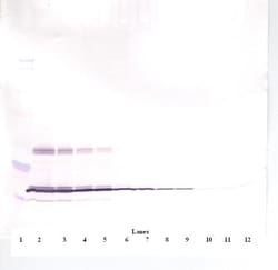 Invitrogen Leptin Polyclonal Antibody, Biotin, PeproTech , Invitrogen 50