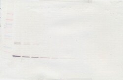 G-CSF Polyclonal Antibody, PeproTech , Invitrogen:Antibodies:Primary Antibodies