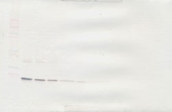 G-CSF Polyclonal Antibody, PeproTech , Invitrogen:Antibodies:Primary Antibodies