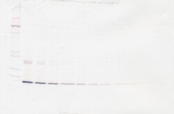 G-CSF Polyclonal Antibody, Biotin, PeproTech , Invitrogen:Antibodies:Primary