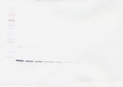 G-CSF Polyclonal Antibody, Biotin, PeproTech , Invitrogen:Antibodies:Primary