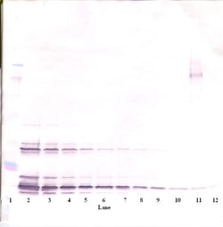 Invitrogen SCF Polyclonal Antibody, PeproTech , Invitrogen 100 &mu;g; Unconjugated:Antibodies,