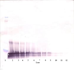 Invitrogen SCF Polyclonal Antibody, PeproTech , Invitrogen 100 &mu;g; Unconjugated:Antibodies,