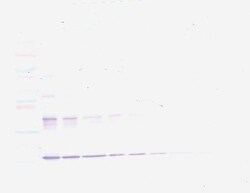 TNF alpha Polyclonal Antibody, PeproTech , Invitrogen:Antibodies:Primary